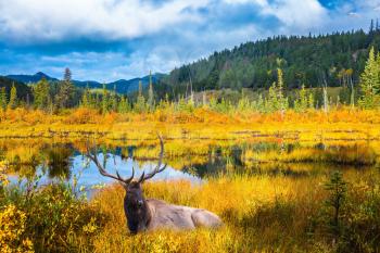 Red deer with branched antlers resting in grass by the lake. Warm autumn day in Jasper Park, Canadian Rockies