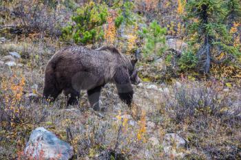 Large black bear in the search for food. Autumn forest in Jasper National Park, Canada