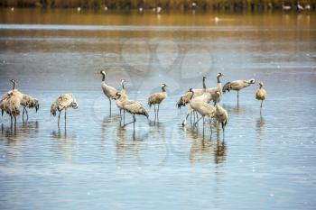 Migratory gray crane wintering on the lake. Fantastic winter dawn at Lake Hula. Hula Nature Reserve, Upper Galilee, Israel