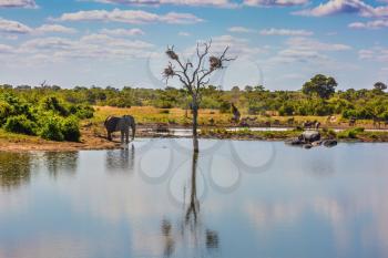 Small lake, to which the animals go to drink. Elephant herd of zebras and a few giraffes. In the water, resting hippos. The famous Kruger National Park