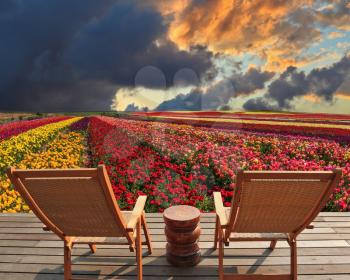 Two chaise lounges for rest stand on a scaffold at a picturesque flower field.  The spring blossoming buttercups  grow multi-colored strips. Huge cloud covered sunset