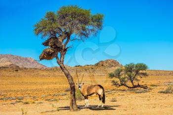 Travel to Namibia.The concept of exotic tourism. Dirt road in the African steppe. Oryx grazing in the savannah
