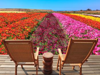  The spring blossoming buttercups  grow multi-colored strips. Two chaise lounges for rest stand on a scaffold at a picturesque flower field
