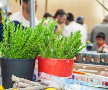  In a bucket of water are bundles ritual  myrtle - adas. Traditional market before the holiday of Sukkot in Jerusalem