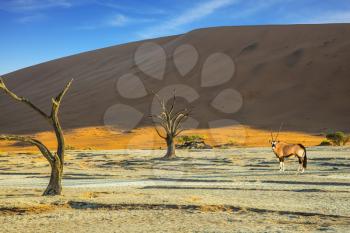 Antelope-oryx standing in the savannah. The concept of exotic tourism in Namib-Naukluft National Park, Namibia. Orange dunes and dried trees