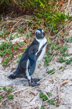 Boulders Penguin Colony, National Park Table Mountain, South Africa. Pleasant penguin