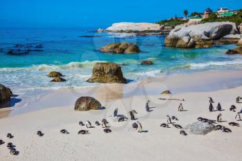 African black-white penguins. The sandy beach on the Atlantic coast of Africa. Boulders Penguin Colony in the Table Mountain National Park. The concept of  ecotourism