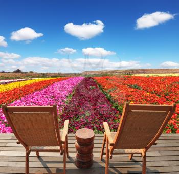 Spring buttercups grow multi-colored strips. Two chaise lounges for rest stand on a scaffold at a picturesque flower field