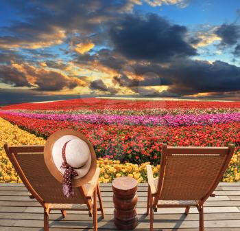 Spring blooming buttercups grow stripes of different colors. Two deck chairs on the platform are at the colorful flower fields. At one hanging elegant straw hat
