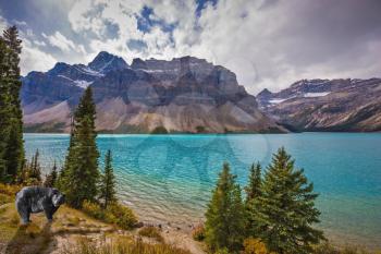  On the lake shore a huge black bear. Rocky Mountains. The picturesque lake surrounded by snow-capped mountains