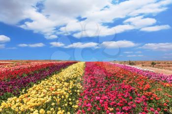 Field of multi-colored decorative flowers buttercups Ranunculus.  Flowers planted with broad bands of colors - red  and yellow
