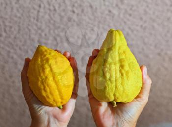 Women's hands holding the ritual fruit - citrus - etrog. Autumn holiday of Sukkot in Israel