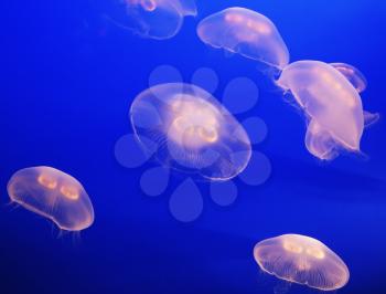 The few small translucent white jellyfish in bright blue water aquarium