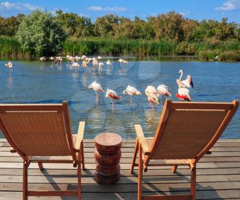 Comfortable lounge chairs on wooden platform for rest and  birdwatching. Flock of pink flamingos in the shallow lake.  Park Camargue in delta of Rhone