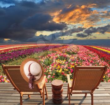 Spring ranunculus Bloomingdale - grow multi-colored strips. Two chaise lounges for rest stand on a scaffold at a picturesque flower field. On one chaise lounge the elegant straw hat hangs