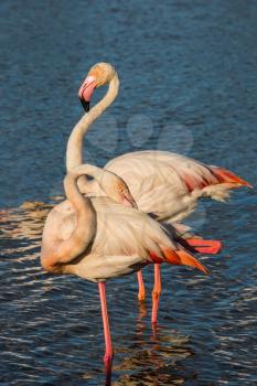 Summer evening in the Camargue national park. Rhone Delta, Provence. Pair of graceful pink flamingos