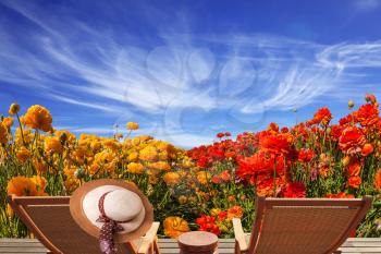 Couple wooden convenient a chaise lounge near the field of buttercups. Elegant women's straw hat hanging on a deck chair. Concept of recreational tourism