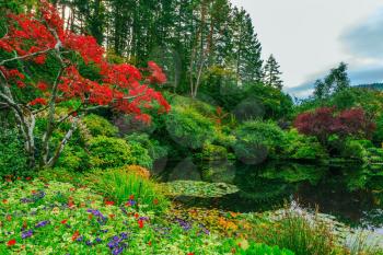 Delightful landscaped and floral park Butchart Gardens on Vancouver Island. In a small pond, overgrown with lilies, reflected trees and flowers