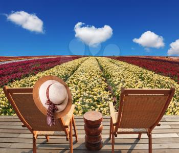 Two chaise lounges for rest stand on scaffold at a picturesque flower field. On one chaise lounge the elegant straw hat hangs. Spring buttercups grow multi-colored strips