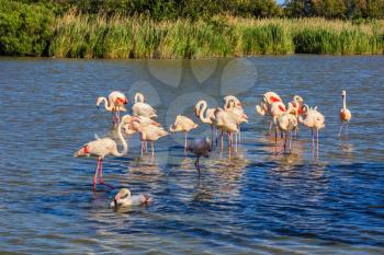  Large flock of pink flamingos arranged to sleep. Sunset National Park in Camargue, Provence, France