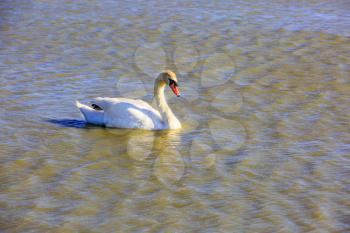 White swan in delta of the Rhone. Sunset in the national park of Camargue, Provence