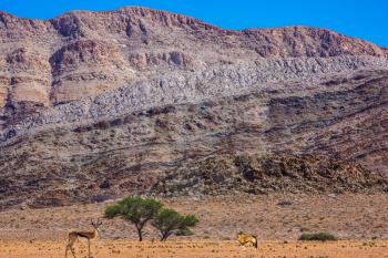 Travel to Namibia.The concept of exotic tourism. Dirt road in the African steppe. Impala grazing in the savannah