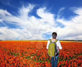 Woman - tourist with backpack admiring the floral field. Concept of rural and recreational tourism. The bright southern sun illuminates red garden buttercups