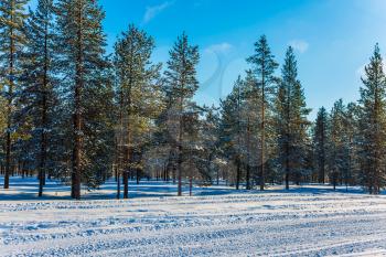 The Arctic Circle. Journey to a winter fairy tale. Snowy Christmas day in Lapland.  The concept of exotic and extreme travel