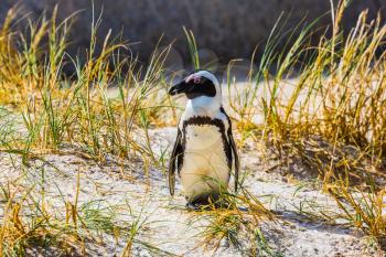 Penguin in the grass. Boulders Penguin Colony, National Park Table Mountain. South Africa.