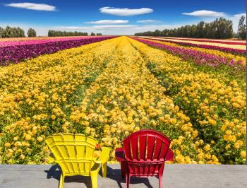 Convenient multi-colored plastic armchairs for relaxation stand next to the flower field. Farmer field for cultivation of garden buttercups. Concept of rural and ecological tourism