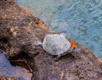The tortoise sits on a rock above the water. On its paw sits an orange tropical butterfly. Concept of ecological tourism