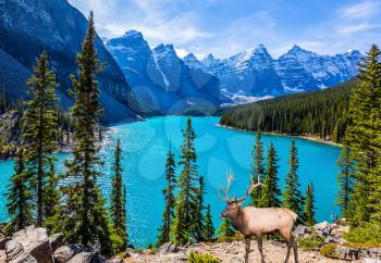 Noble deer with branched horns stands on the high bank of Moraine Lake. Canadian Rockies, Province of Alberta. The concept of ecological, photographic and active tourism