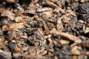 Royalty Free Photo of Dirt and Wood Chips