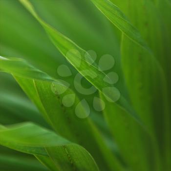 Royalty Free Photo of Corn Leaves Close Up