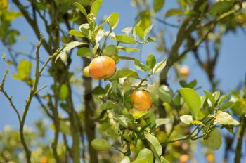 Ripe tangerines on a tree during a sunny day