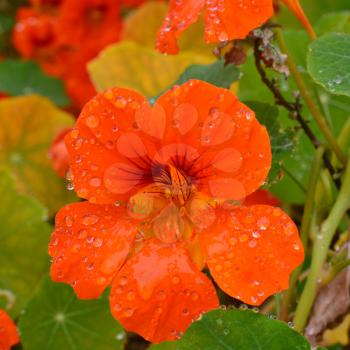 Red Nasturtium Tropaeolum flowers with dew drops in a garden