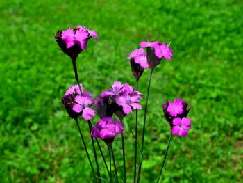 Carthusian Pink (Dianthus carthusianorum) on green meadow