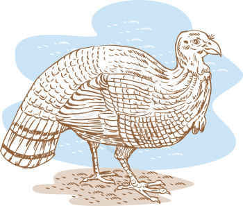 Turkeys Clipart
