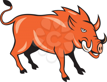 Illustration of a wild pig boar razorback head ready to charge set on isolated white background done in cartoon style. 
