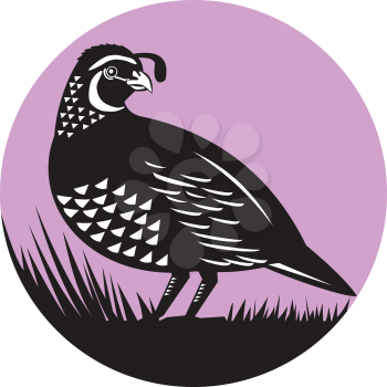 Illustration of a California valley quail bird looking to side set inside circle done in retro style. 