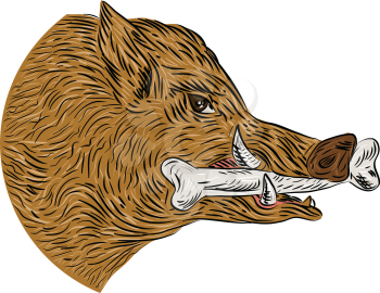 Drawing sketch style illustration of a wild pig boar razorback head with bone in mouth viewed from the side set on isolated white background.