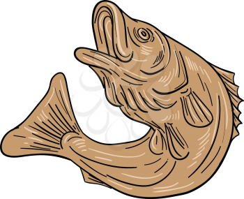 Drawing sketch style illustratoin of a rockfish also called striped bass ,Morone saxatilis, Atlantic striped bass, striper, linesider, pimpfish or rock jumping up set on isolated white background. 