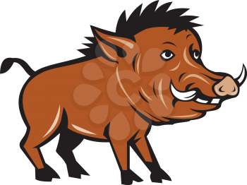 Illustration of a wild pig boar razorback viewed from the side set on isolated white background done in cartoon style. 