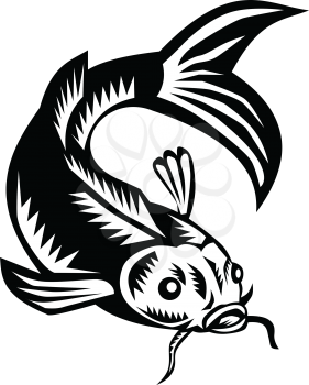 Illustration of a koi carp nishikigoi fish viewed from front set on isolated white background done in retro woodcut style. 