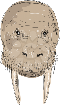 Illustration of a Walrus Head front view done in hand sketch Drawing style.