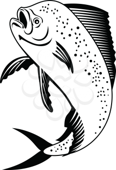 Black and white retro style illustration of a mahi-mahi, dorado, common dolphinfish or dolphin fish viewed from the side jumping up set on isolated white background. 