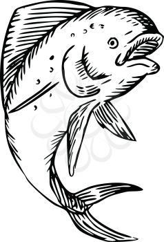 Black and White Etching engraving handmade style illustration of a mahi-mahi, dorado, common dolphinfish or dolphin fish viewed from the side jumping set on isolated white background. 