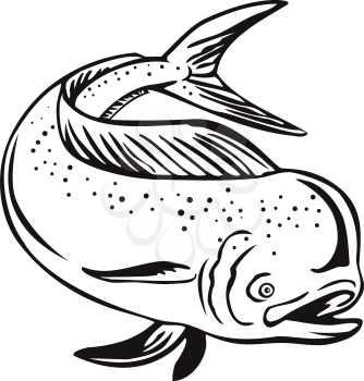 Retro style illustration of a mahi-mahi, dorado or common dolphinfish Coryphaena hippurus, a surface-dwelling ray-finned fish, jumping done in black and white on isolated background.
