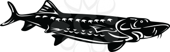 Retro woodcut style illustration of a Atlantic sturgeon Acipenser oxyrinchus oxyrinchus, a member of the family Acipenseridae swimming down isolated background done in black and white.