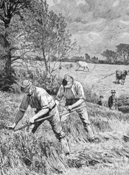 Mowing clover on engraving from 1886. Engraved by G.King after a picture by H.F.Davey and published in the Illustrated London News.